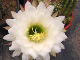 Echinopsis candicans (Trichocereus)   - Pot  5 cm