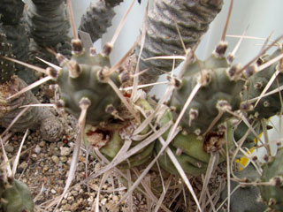 Tephrocactus articulatus var. diadematus   - Pot  5 cm
