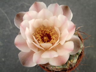 Gymnocalycium ritterianum WR126   - Pot  5 cm