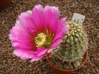 Echinocereus bonkerae (fendleri var. bonkerae)   - Pot  5 cm