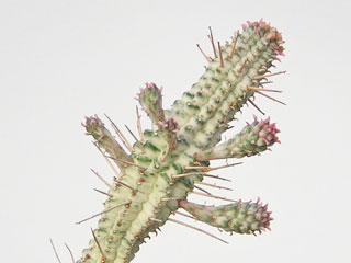 Euphorbia mammillaris fma. variegata   - Pot  6 cm