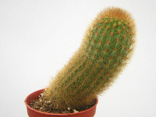 Cleistocactus icosagonus (Borzicactus icosagonus)   - Pot  5 cm