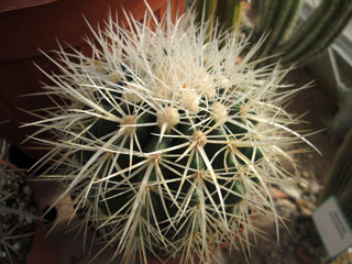 Echinocactus grusonii var. alba   - Coupe 20 cm