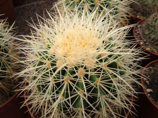 Echinocactus grusonii var. alba   - Coupe 23 cm