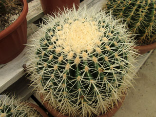 Echinocactus grusonii var. alba   - Coupe 20 cm