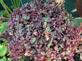 Crassula pellucida 'Rubra'   - Pot  6 cm