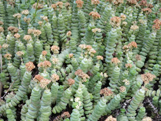 Crassula 'Baby's Necklace'   - Pot  5 cm