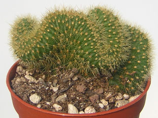 Cleistocactus samaipatanus fma. cristata   - Pot  6 cm