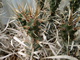 Tephrocactus articulatus var. papyracanthus   - Pot  5 cm