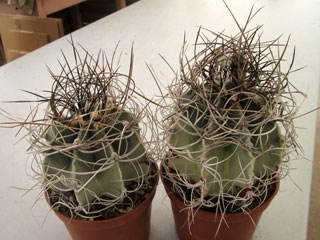 Astrophytum capricorne var. senile fma. variegata   - Pot 10 cm