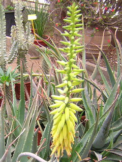 Aloe vera   - Pot 19 cm H 35-40 cm