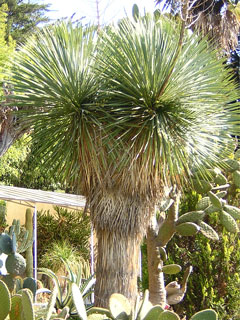 Yucca rostrata   - H 30-40 cm