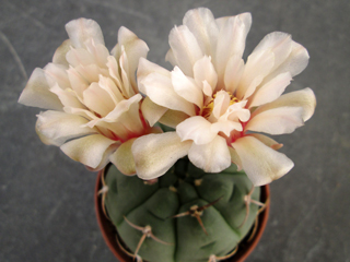 Gymnocalycium bayrianum   - Pot  5 cm
