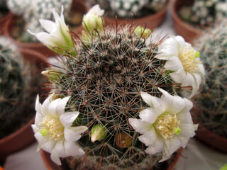 Mammillaria zeilmanniana var. albiflora   - Pot  5 cm