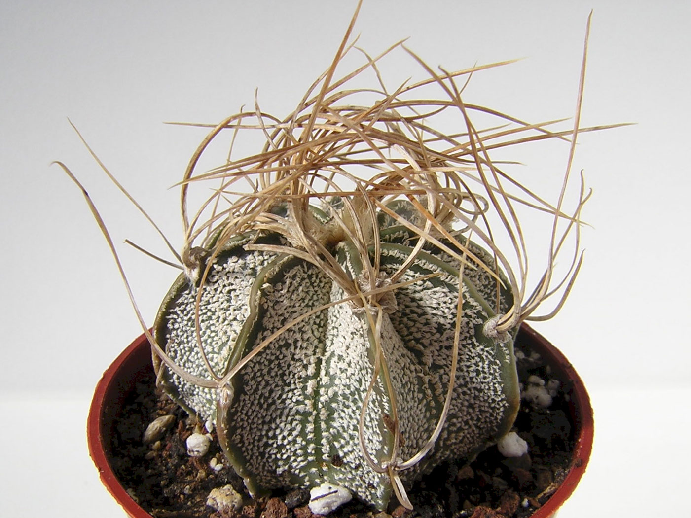 Astrophytum capricorne 'Crassispinoides'   - Pot 10 cm