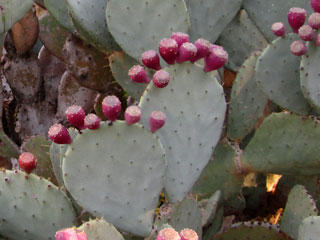 Opuntia cacanapa 'Ellisiana'   - Bouture