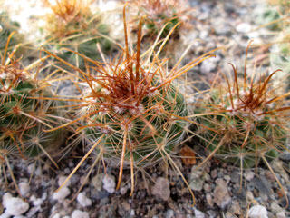 Parodia aureicentra P172   - Pot  5 cm