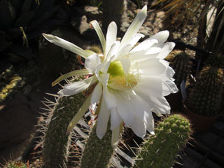 Echinopsis thelegona (Trichocereus thelegonus)   - Pot 10 cm