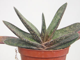 Gasteria bicolor 'Biformis'   - Pot  6 cm