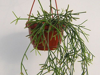 Rhipsalis teres (capilliformis)   - Pot  8 cm