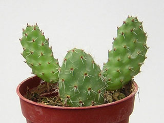 Tunilla corrugata (Opuntia corrugata)   - Pot  8 cm