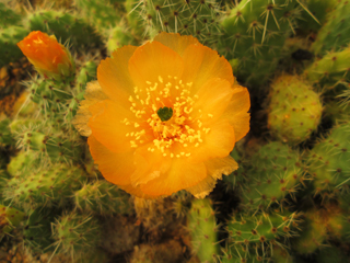 Tunilla corrugata (Opuntia corrugata)   - Pot  5 cm