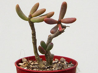 Tylecodon schaeferianus (sinus-alexanderi)   - Pot  5 cm