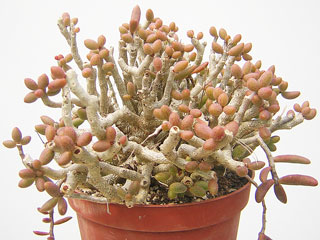 Tylecodon schaeferianus (sinus-alexanderi)   - Pot  5 cm