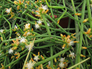 Rhipsalis floccosa   - Pot  8 cm