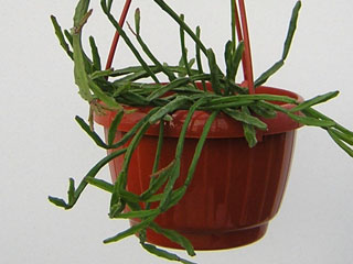 Rhipsalis ewaldiana   - Pot  8 cm