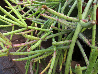 Rhipsalis grandiflora   