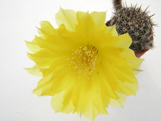 Echinopsis aurea  (Lobivia aurea) P 4   - Pot  5 cm