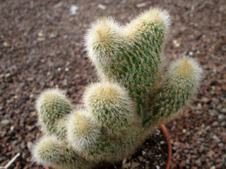 Cleistocactus hybride fma. Cristata   - Pot  8 cm