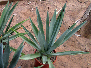 Agave angustifolia   - Pot 10 cm