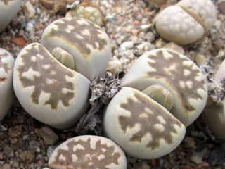 Lithops julii ssp. fulleri var. brunea C179   - Pot  5 cm