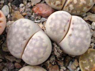 Lithops julii C 63   - Pot  5 cm