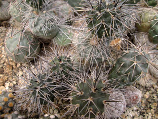 Tephrocactus alexanderi   - Pot  5 cm