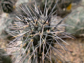 Tephrocactus alexanderi   - Pot  5 cm