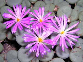 Conophytum minutum ssp. pearsonii   - Pot  6 cm