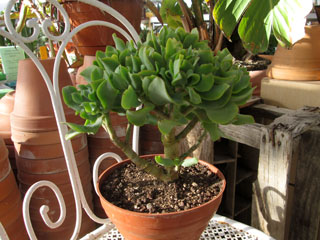 Crassula arborescens ssp. undulatifolia 'Blue Waves'   - Coupe 16 cm 