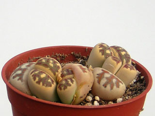 Lithops dorotheae C124   - Pot  5 cm