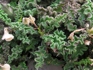 Euphorbia decaryi var. spirosticha   - Pot  8 cm