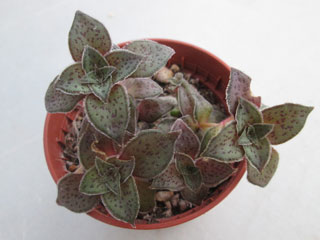 Crassula exilis ssp.picturata   - Pot  5 cm