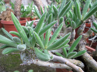 Tylecodon leucothryx   - Pot  5 cm