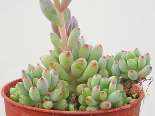 Graptopetalum pachyphyllum   - Pot  5 cm