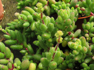 Crassula hirtipes   - Pot  5 cm