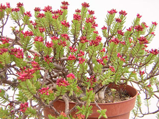 Crassula sarcocaulis 'Ken Aslet'   - Pot  5 cm