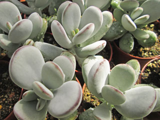 Cotyledon orbiculata var. oophylla   - Pot  5 cm
