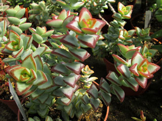 Crassula rupestris 'Philippe Richaud'   - Pot  6 cm