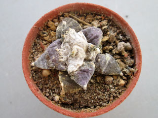 Ariocarpus retusus var. minor   - Pot  5 cm